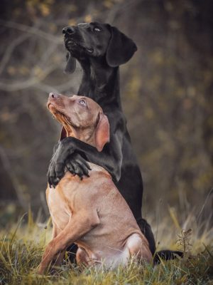 trickdogs trickdogs
